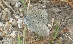Icaricia icarioides parapheres