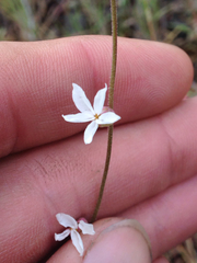 Lithophragma