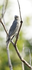 Coracina lineata