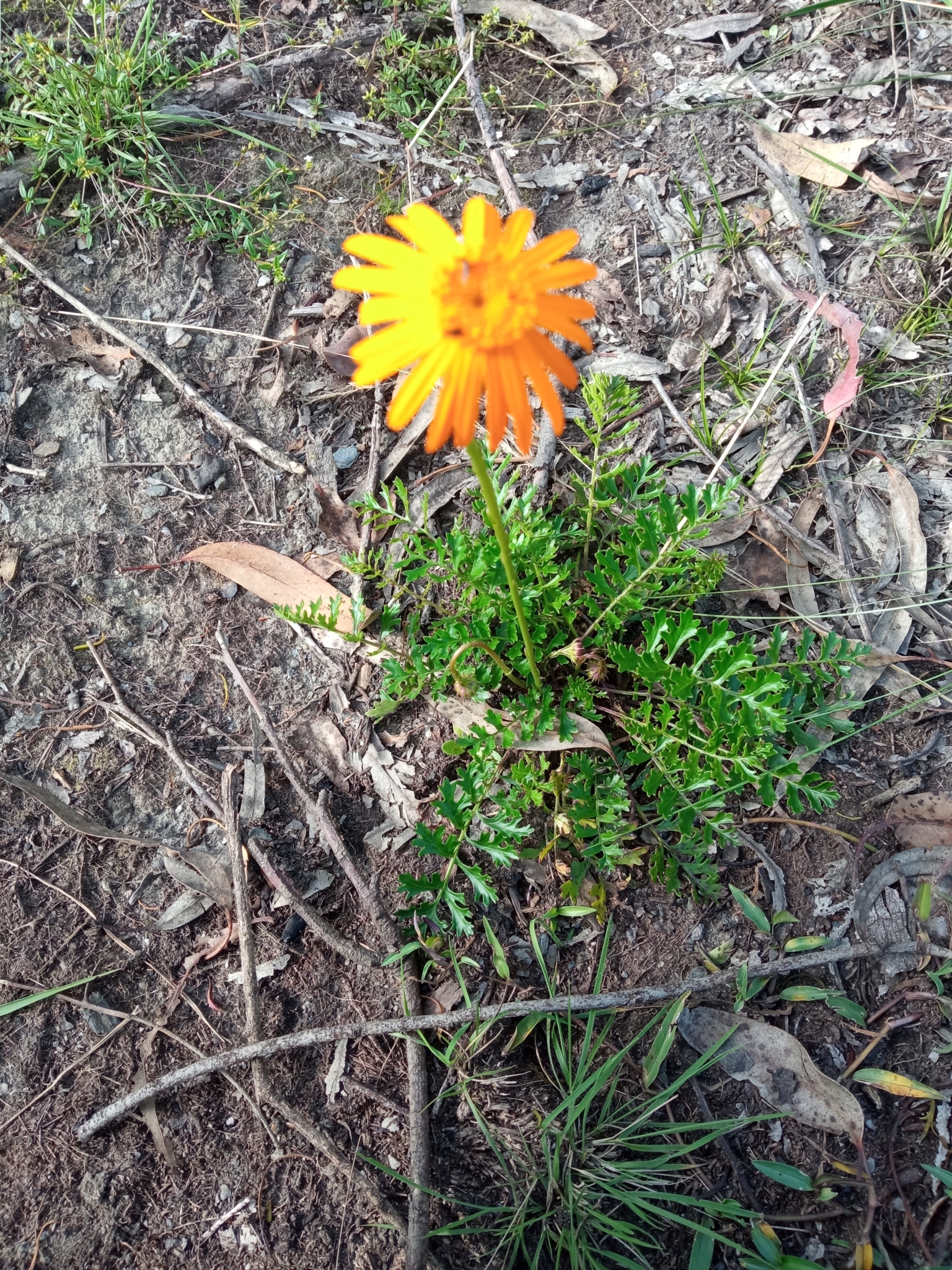 Dorobaea pimpinellifolia image