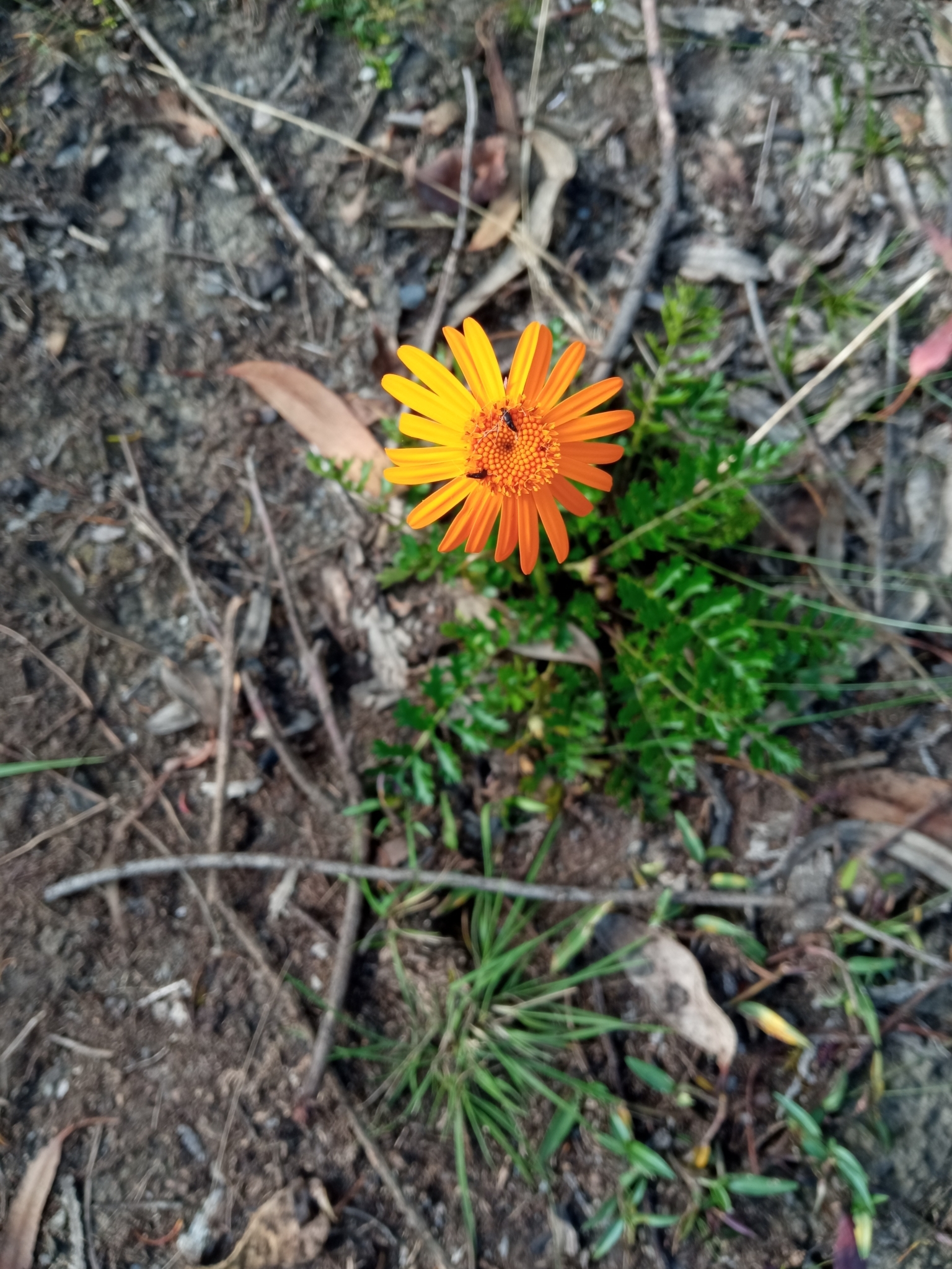 Dorobaea image
