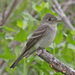 Eastern Wood-Pewee - Photo (c) Jerry Oldenettel, some rights reserved (CC BY-NC-SA)