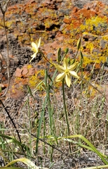 Triteleia ixioides