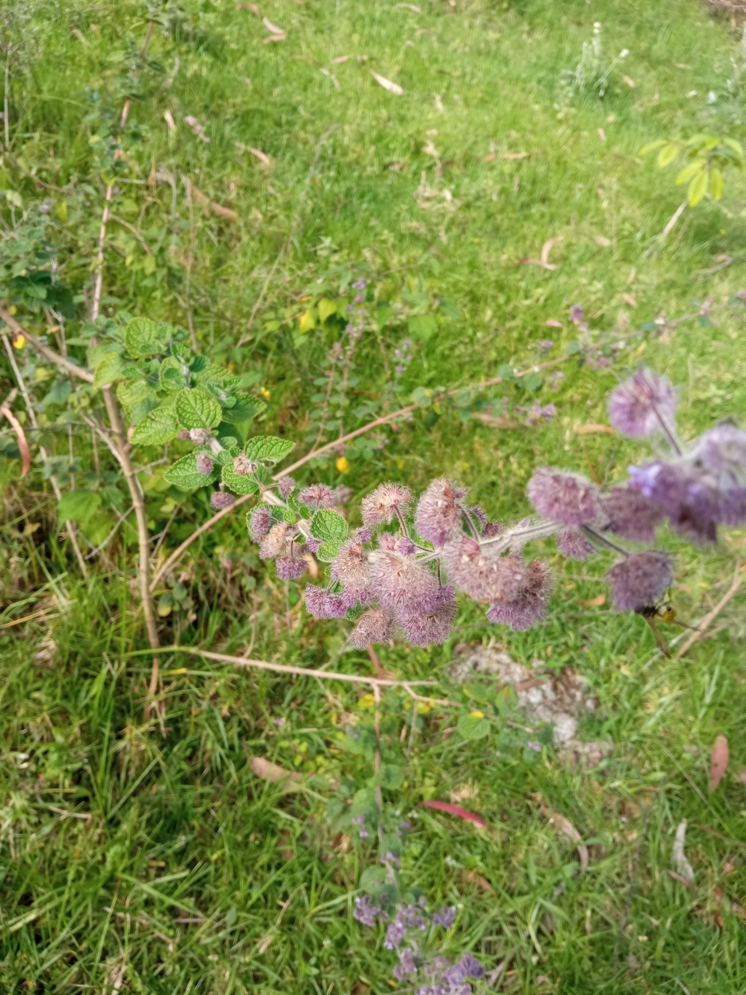 Mesosphaerum image