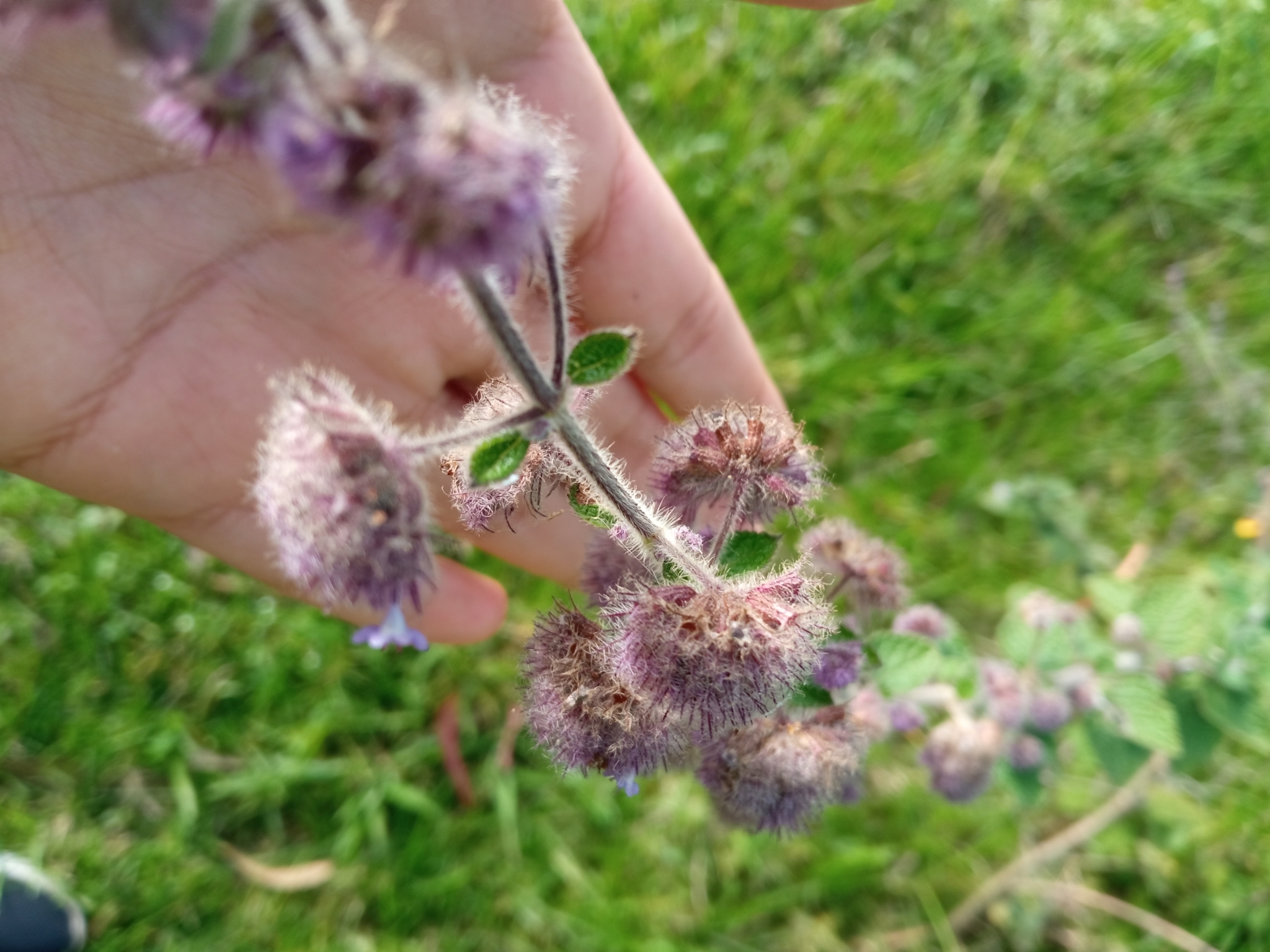Mesosphaerum image