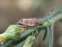 Oncocoris geniculatus
