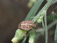 Oncocoris geniculatus