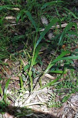 Paspalum mandiocanum