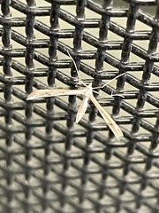 Platyptilia celidotus