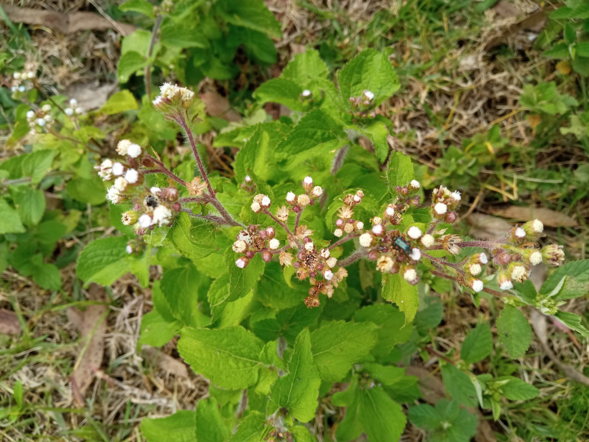 Ageratum image