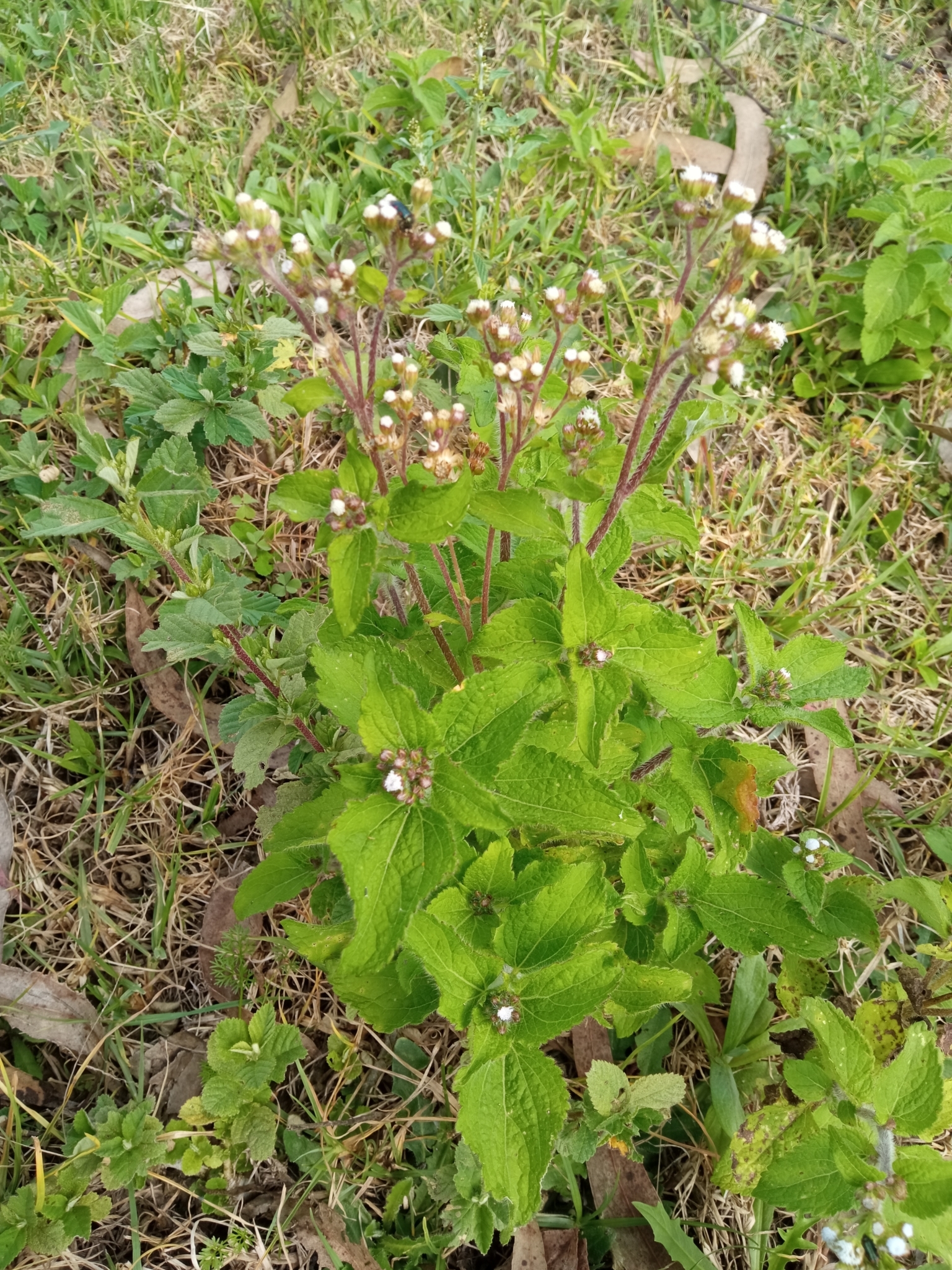 Ageratum conyzoides image