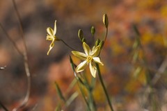 Triteleia ixioides