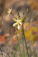 Triteleia ixioides