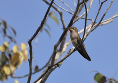 Campylopterus largipennis