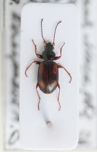 Bembidion bualei