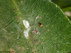 Scymnobius galapagoensis