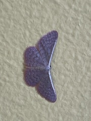 Idaea inversata