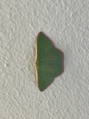 Chlorocoma cadmaria