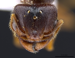 Pheidole pilifera