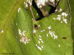 Scymnobius galapagoensis