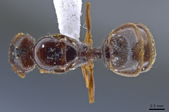 Pheidole pilifera