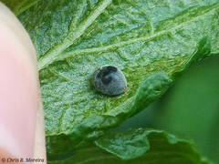 Azya orbigera ecuadorica