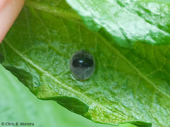 Azya orbigera ecuadorica