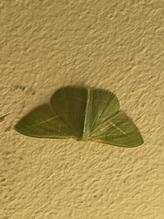 Chlorocoma stereota