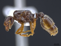 Pheidole pilifera