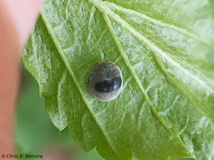 Azya orbigera ecuadorica