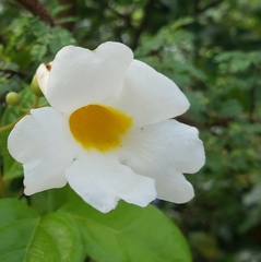 Amphilophium lactiflorum