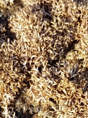 Tricleocarpa fragilis