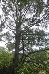 Dacrycarpus dacrydioides