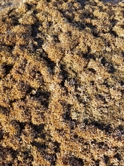 Tricleocarpa fragilis