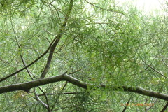 Dacrycarpus dacrydioides