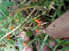 Galium hypocarpium