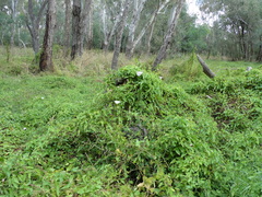 Calystegia sepium roseata