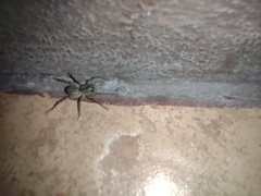 Pavocosa