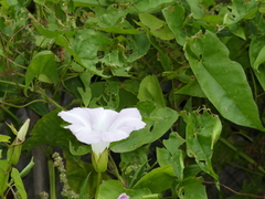Calystegia sepium roseata