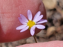 Chaetopappa bellidifolia