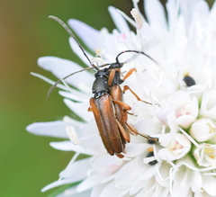 Alosterna tabacicolor