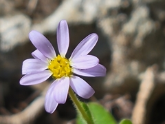 Chaetopappa bellidifolia