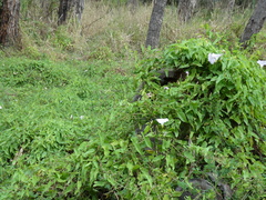 Calystegia sepium roseata