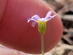 Chaetopappa bellidifolia