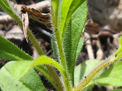 Chaetopappa bellidifolia
