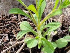 Chaetopappa bellidifolia