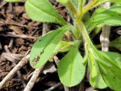 Chaetopappa bellidifolia