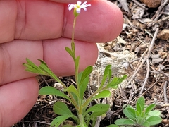 Chaetopappa bellidifolia