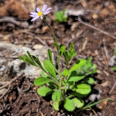 Chaetopappa bellidifolia