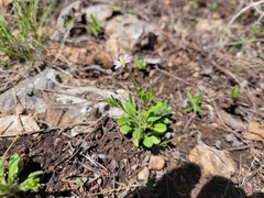 Chaetopappa bellidifolia